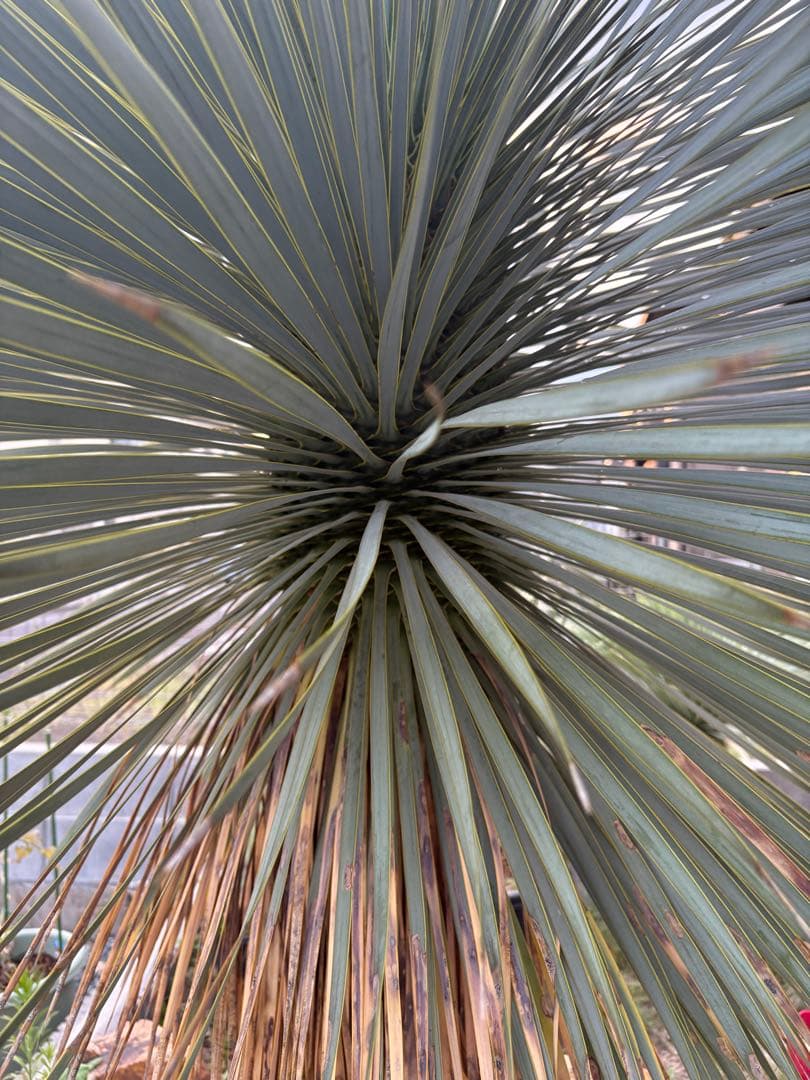 ユッカ　ロストラータ　タイ産　特大　極太　ドライガーデン