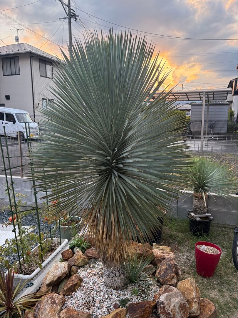 ユッカ　ロストラータ　タイ産　特大　極太　ドライガーデン