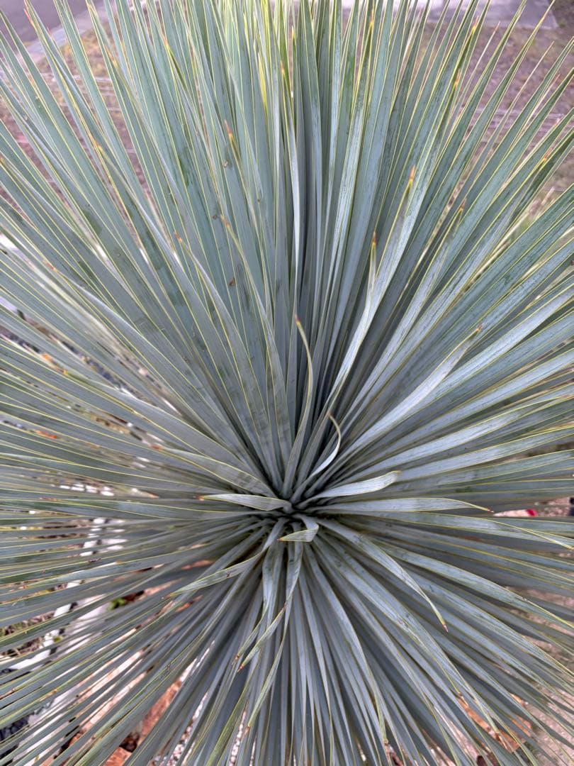ユッカ　ロストラータ　タイ産　特大　極太　ドライガーデン