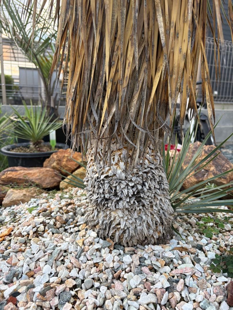 ユッカ　ロストラータ　タイ産　特大　極太　ドライガーデン