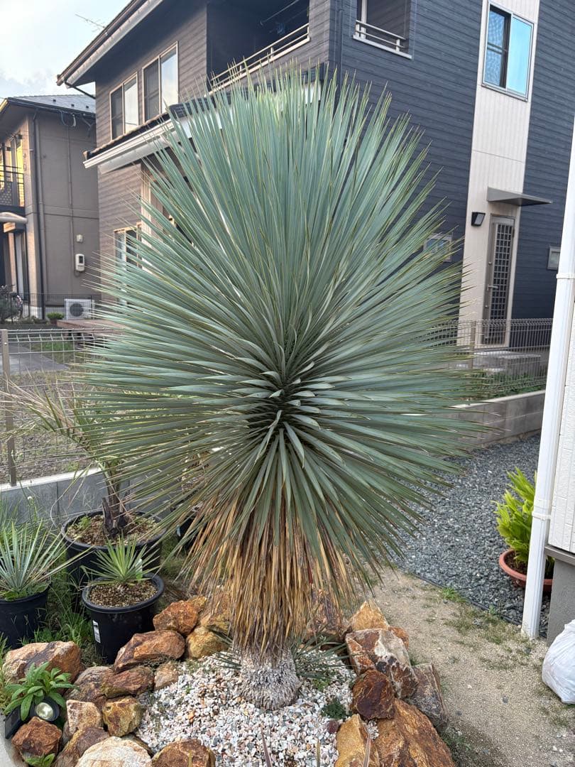 ユッカ　ロストラータ　タイ産　特大　極太　ドライガーデン