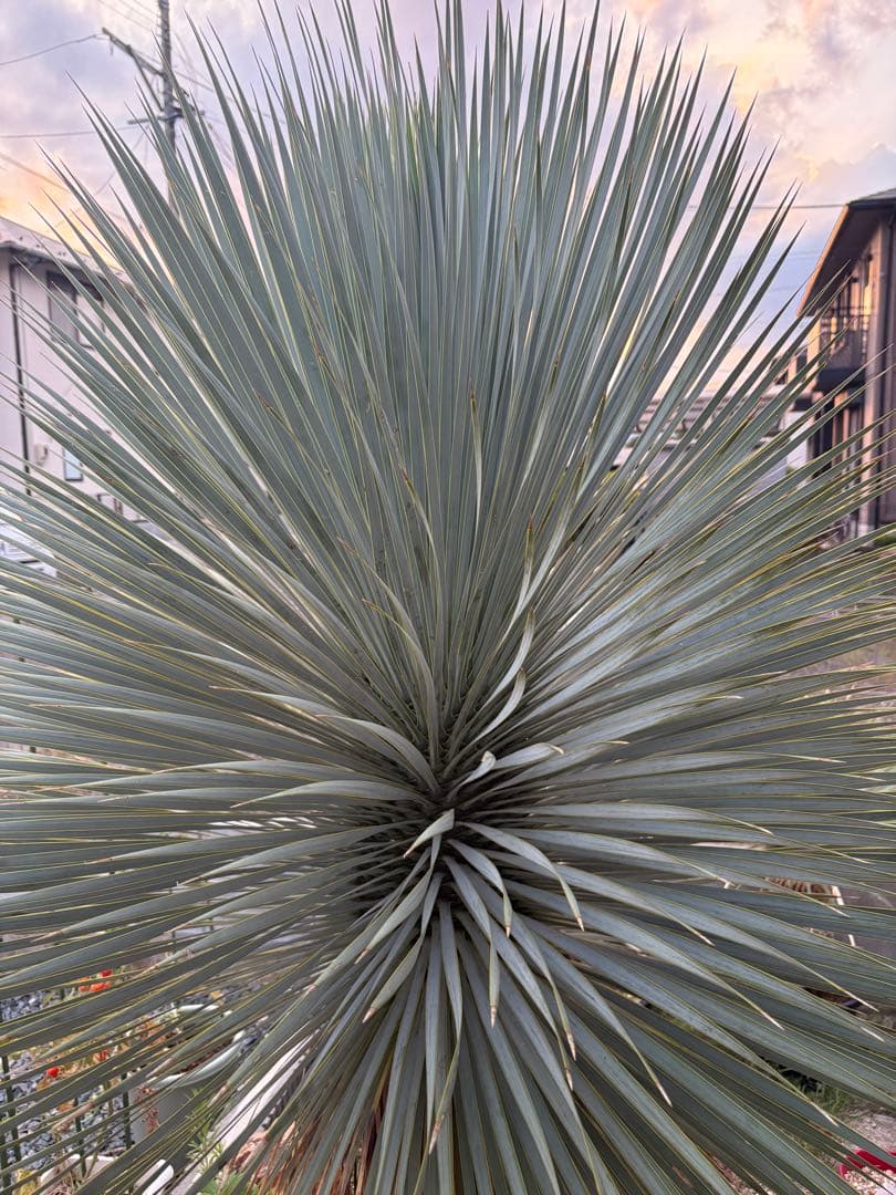ユッカ　ロストラータ　タイ産　特大　極太　ドライガーデン