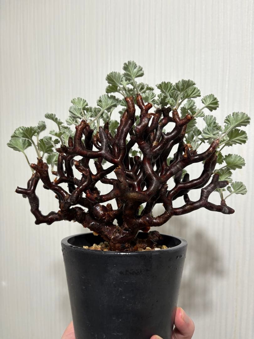 【美株】ペラルゴニウム ミラビレ　発根済み