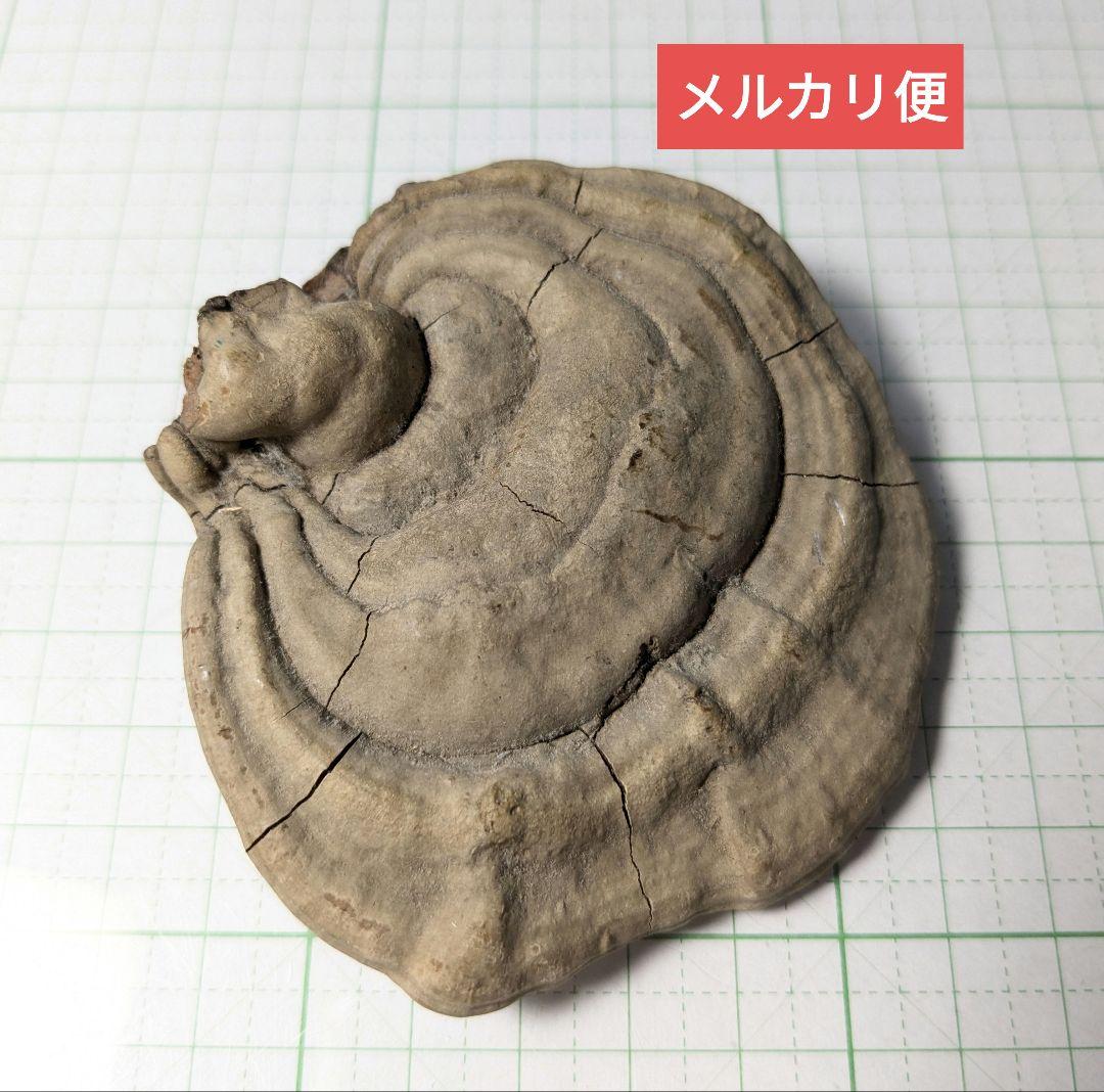 猿の腰掛け サルノコシカケ オブジェ 置物 猿のこしかけ - メルカリ