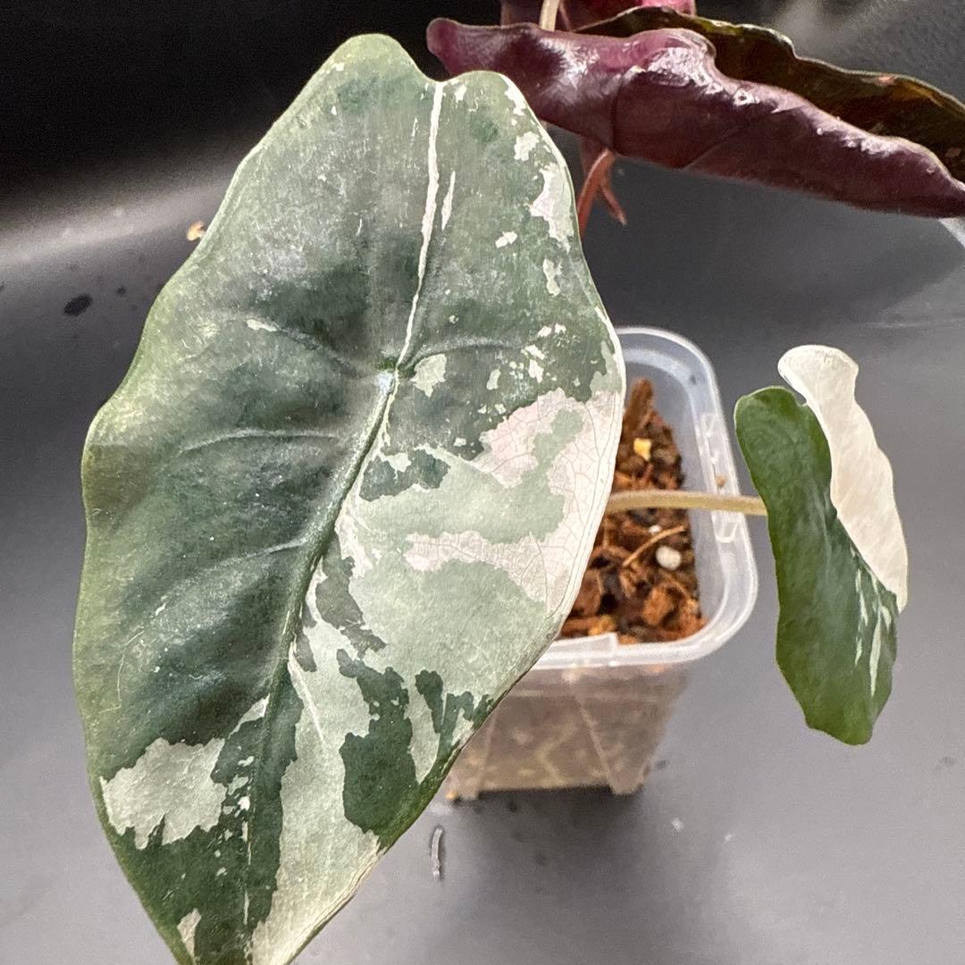 アロカシア シャントリエリ ピンク