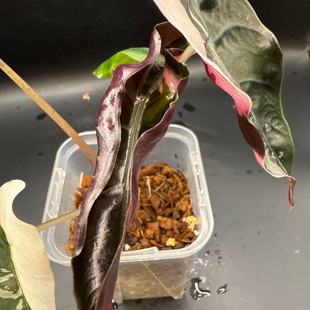 アロカシア シャントリエリ ピンク