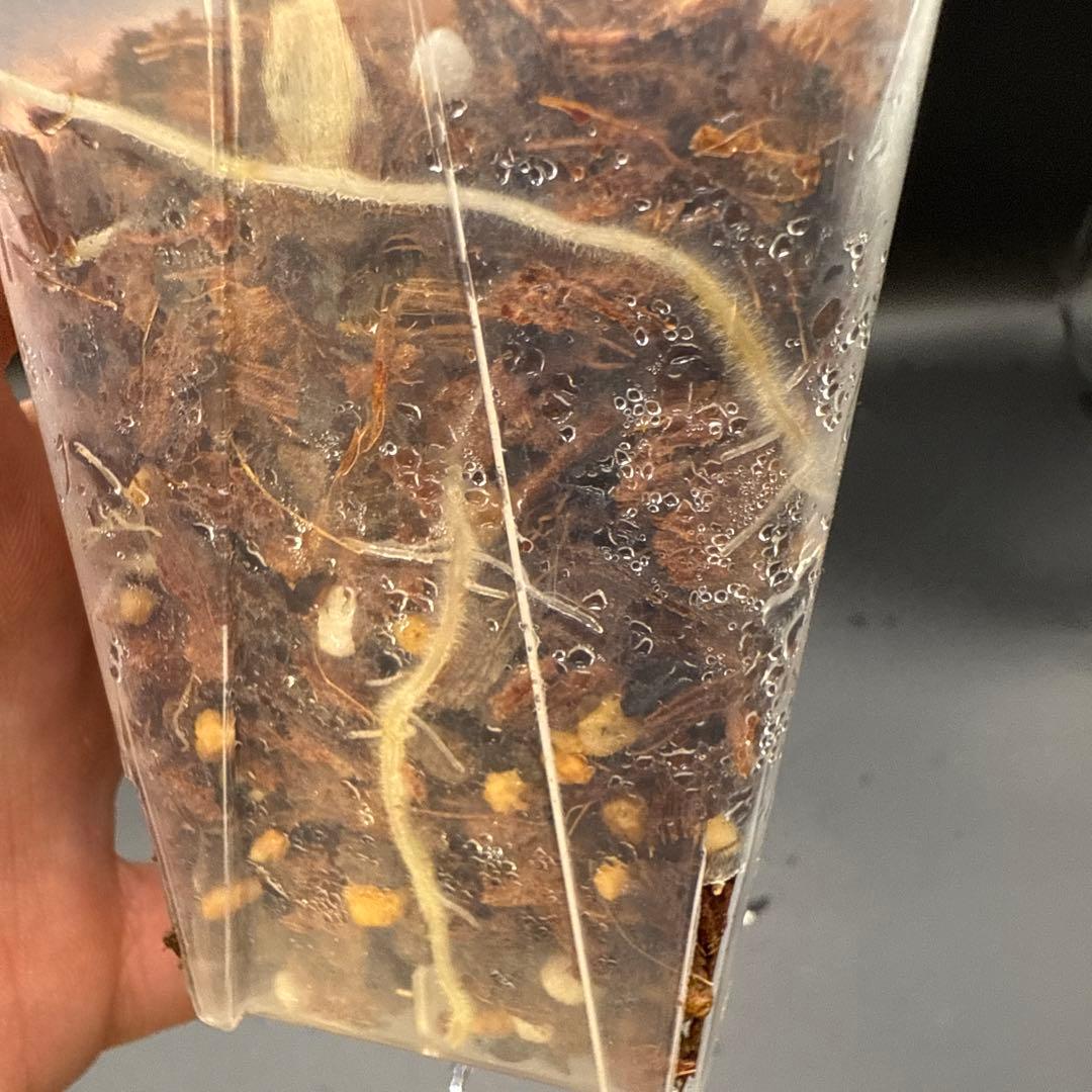 アロカシア シャントリエリ ピンク