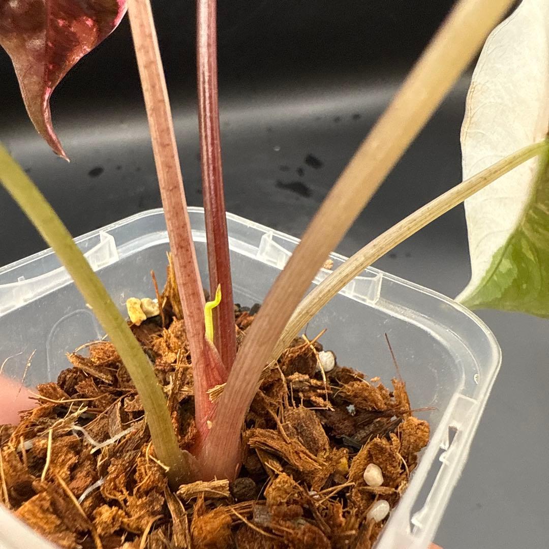 アロカシア シャントリエリ ピンク