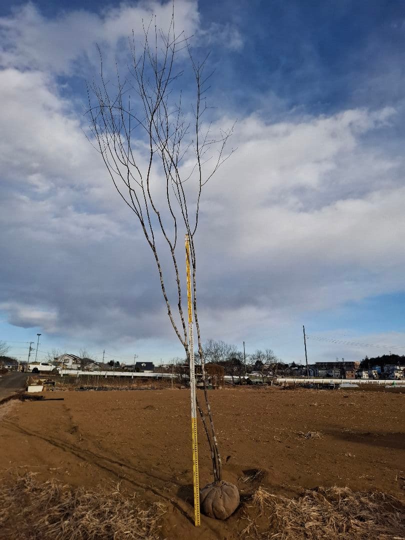 アオダモ　山彩り　ーーアオハダ、モミジ、カエデーー