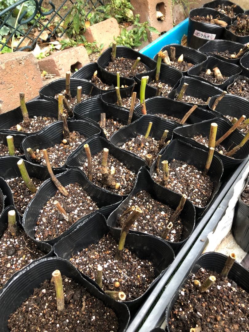 リョウスイ　　芍薬苗