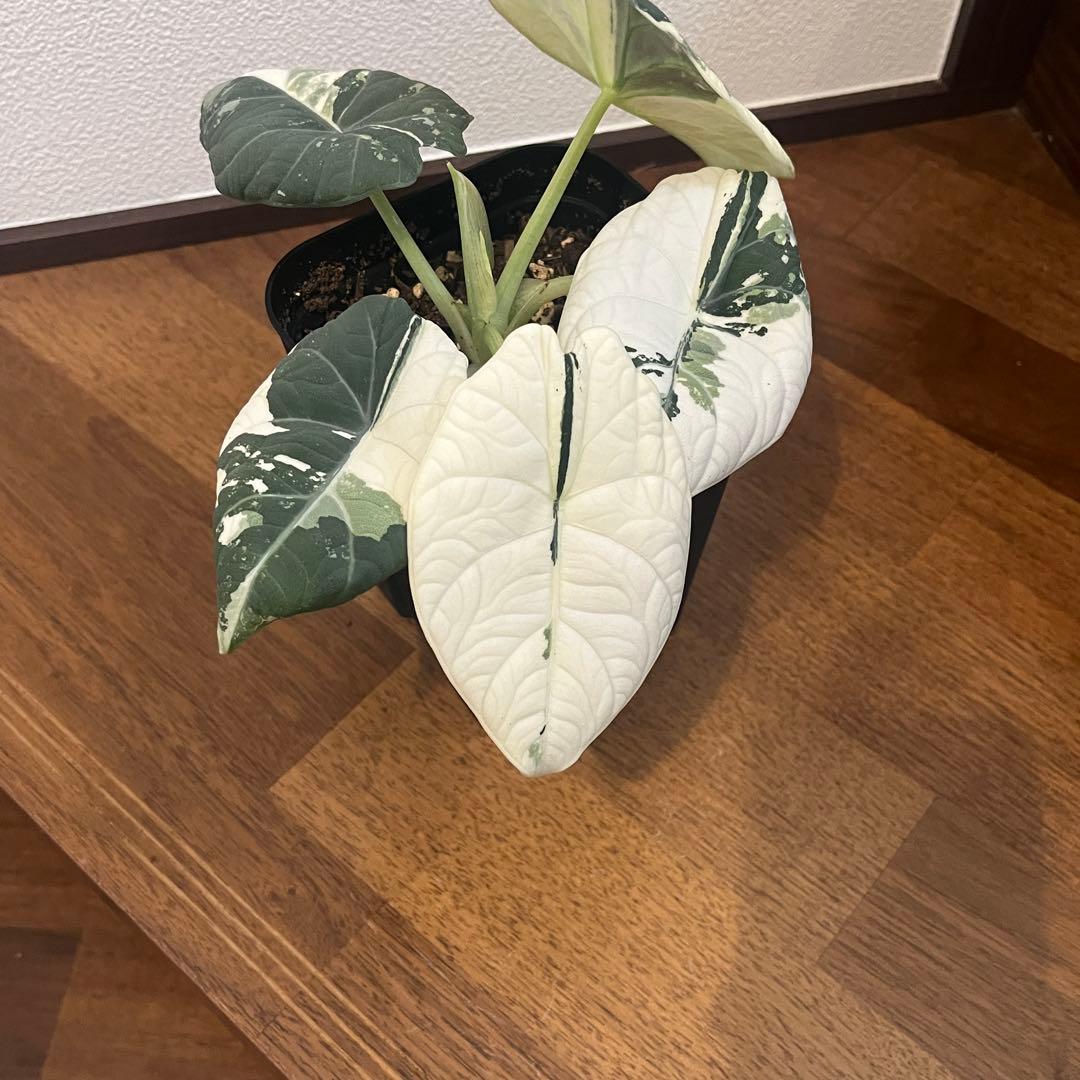 アロカシア マハラニ アルボ斑入り