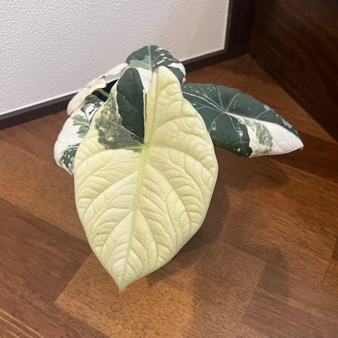 アロカシア マハラニ アルボ斑入り