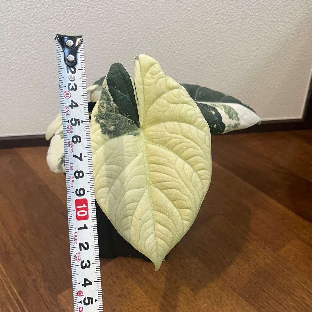 アロカシア マハラニ アルボ斑入り