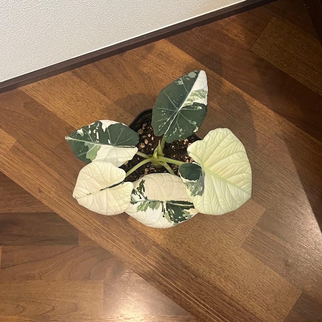 アロカシア マハラニ アルボ斑入り