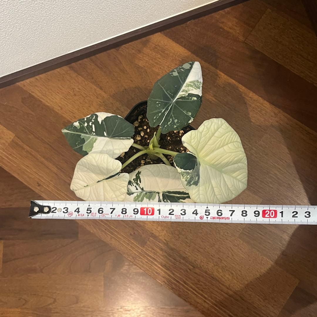 アロカシア マハラニ アルボ斑入り