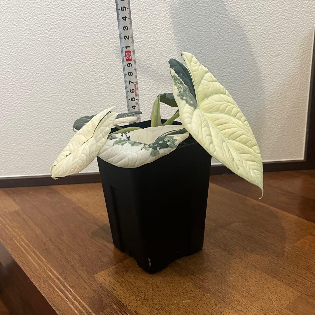 アロカシア マハラニ アルボ斑入り