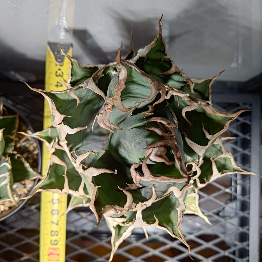 台湾 Lize産 アガベ シーザー 凱撤 CAESAR - メルカリ