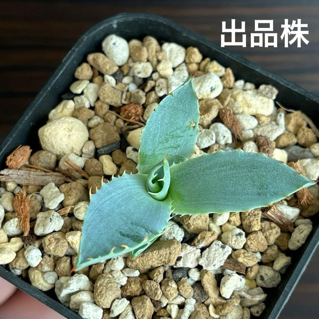 アガベ ハイブリッド 激怒之舞 子株 激怒甲蟹×屈原の舞扇 no.1 Lize株