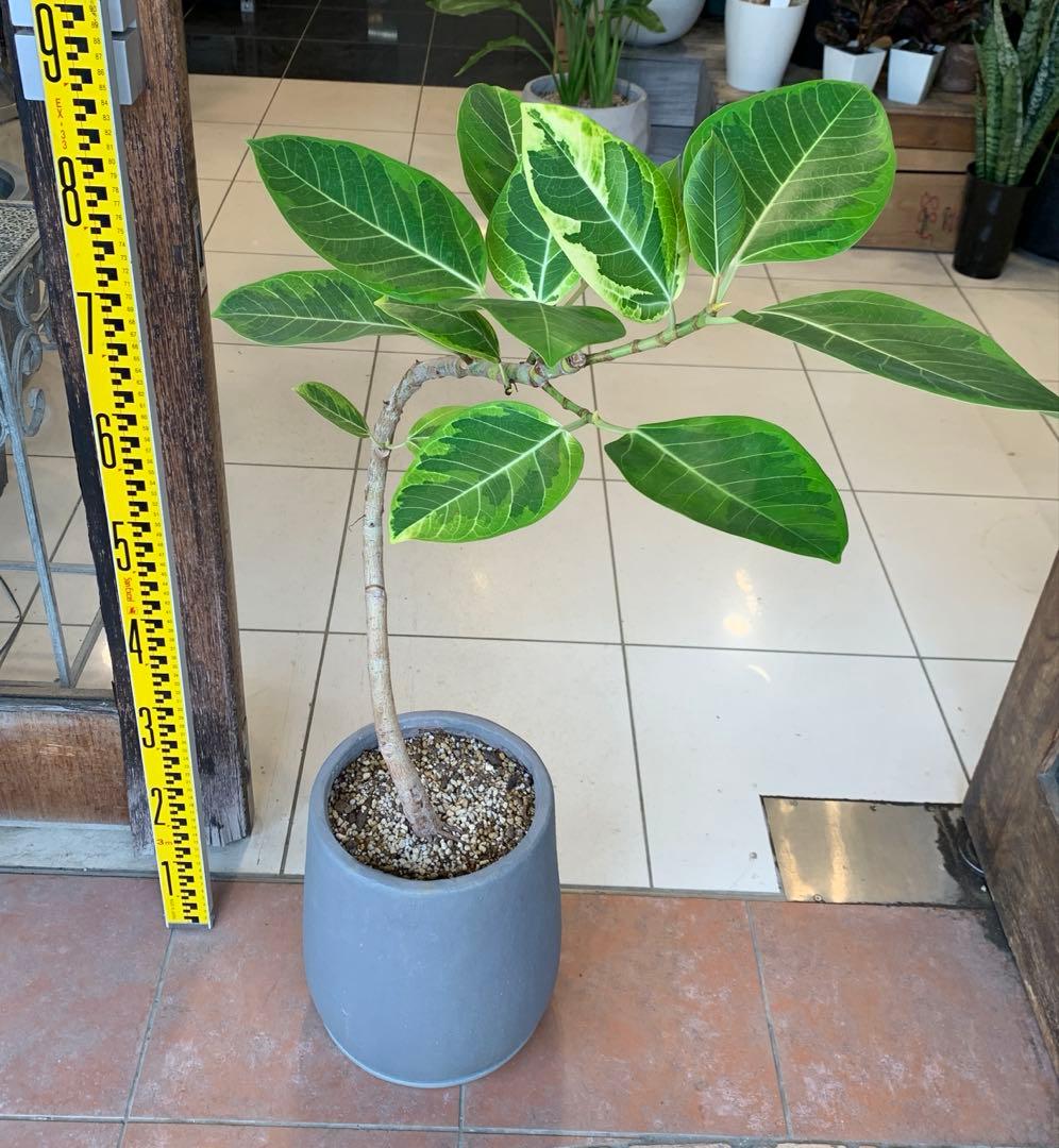 フィカス アルテシマ 曲がり ファイバー鉢 お皿付き