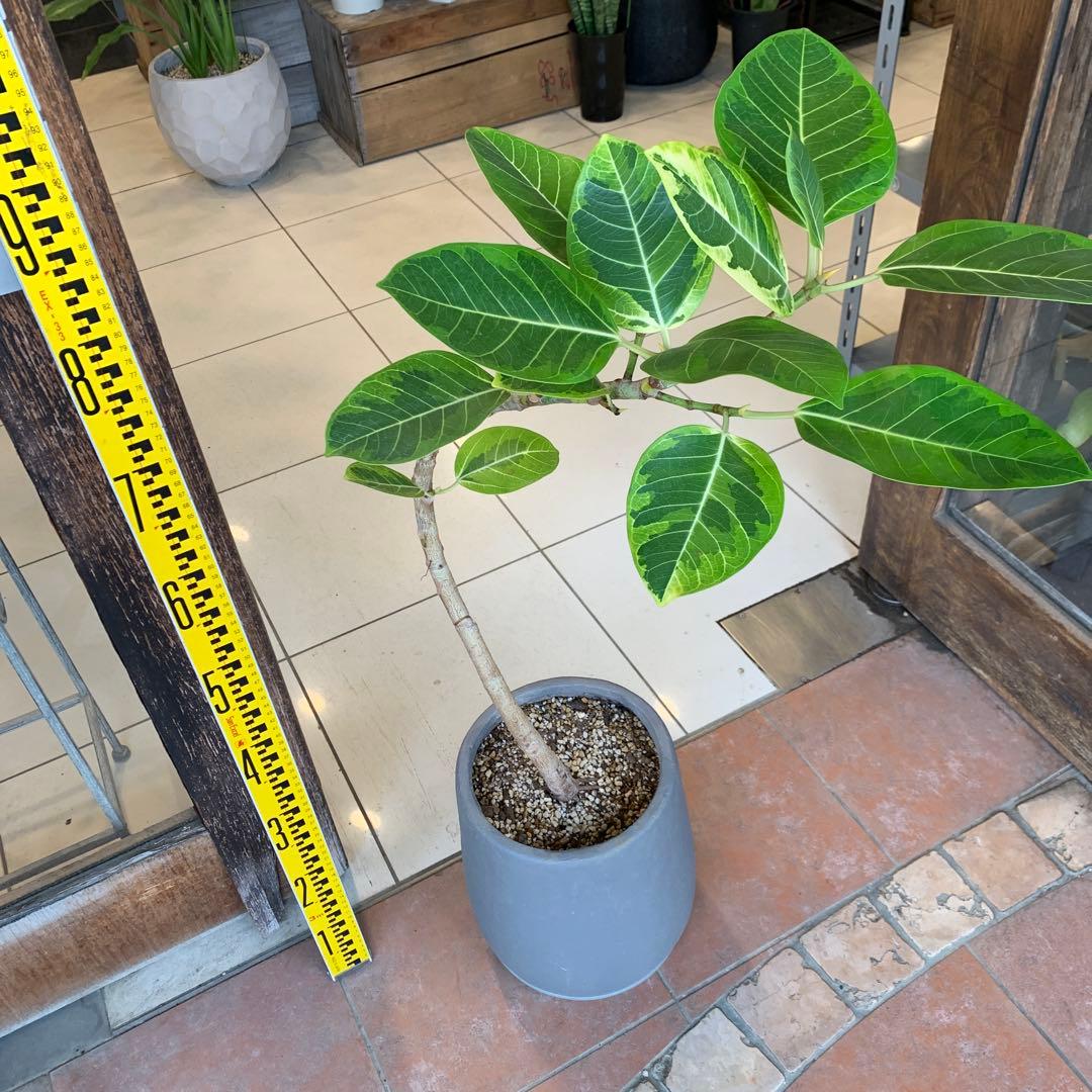 フィカス アルテシマ 曲がり ファイバー鉢 お皿付き