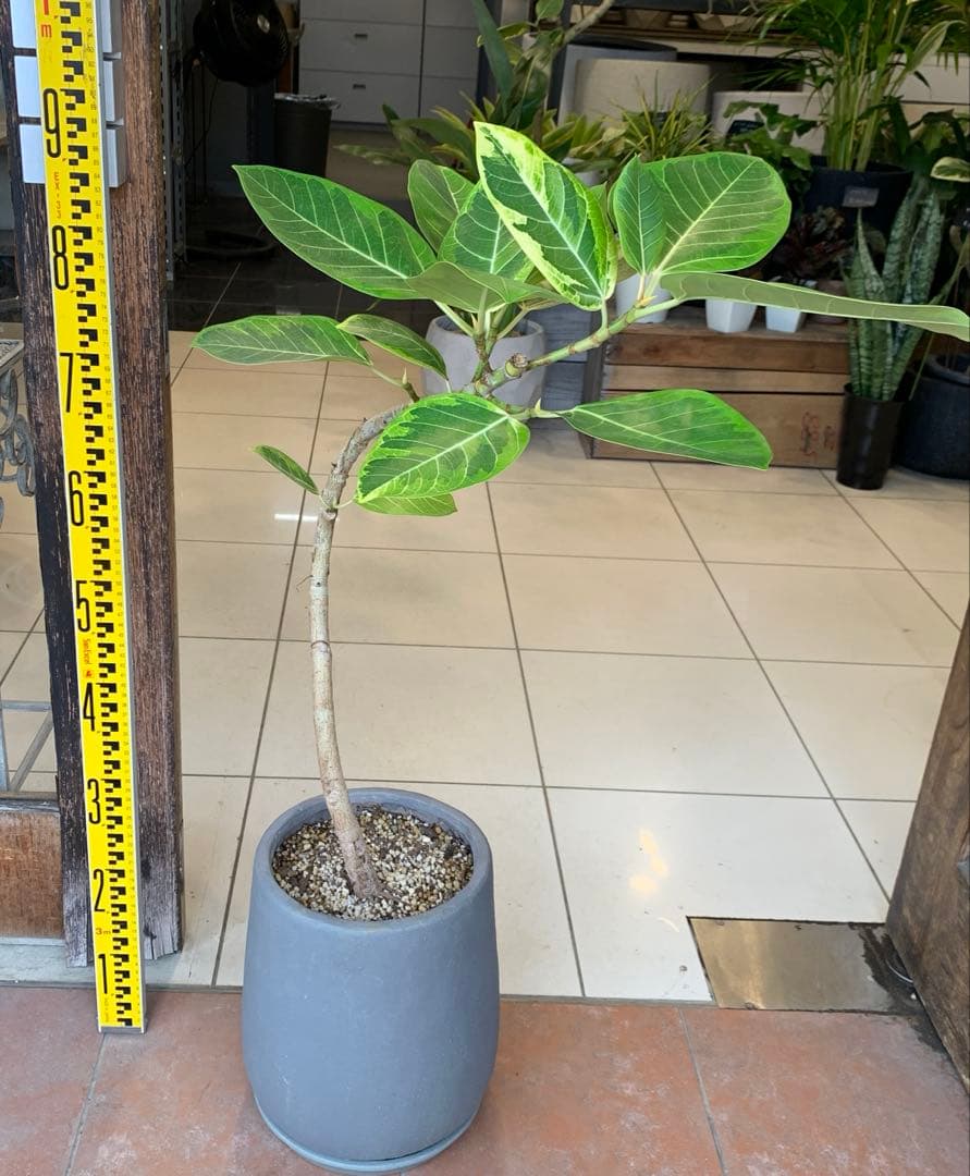 フィカス アルテシマ 曲がり ファイバー鉢 お皿付き