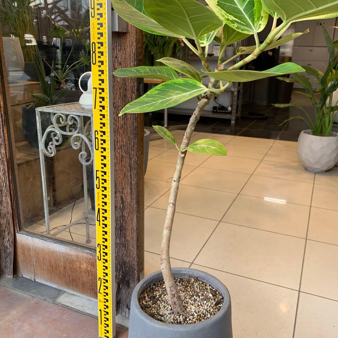 フィカス アルテシマ 曲がり ファイバー鉢 お皿付き