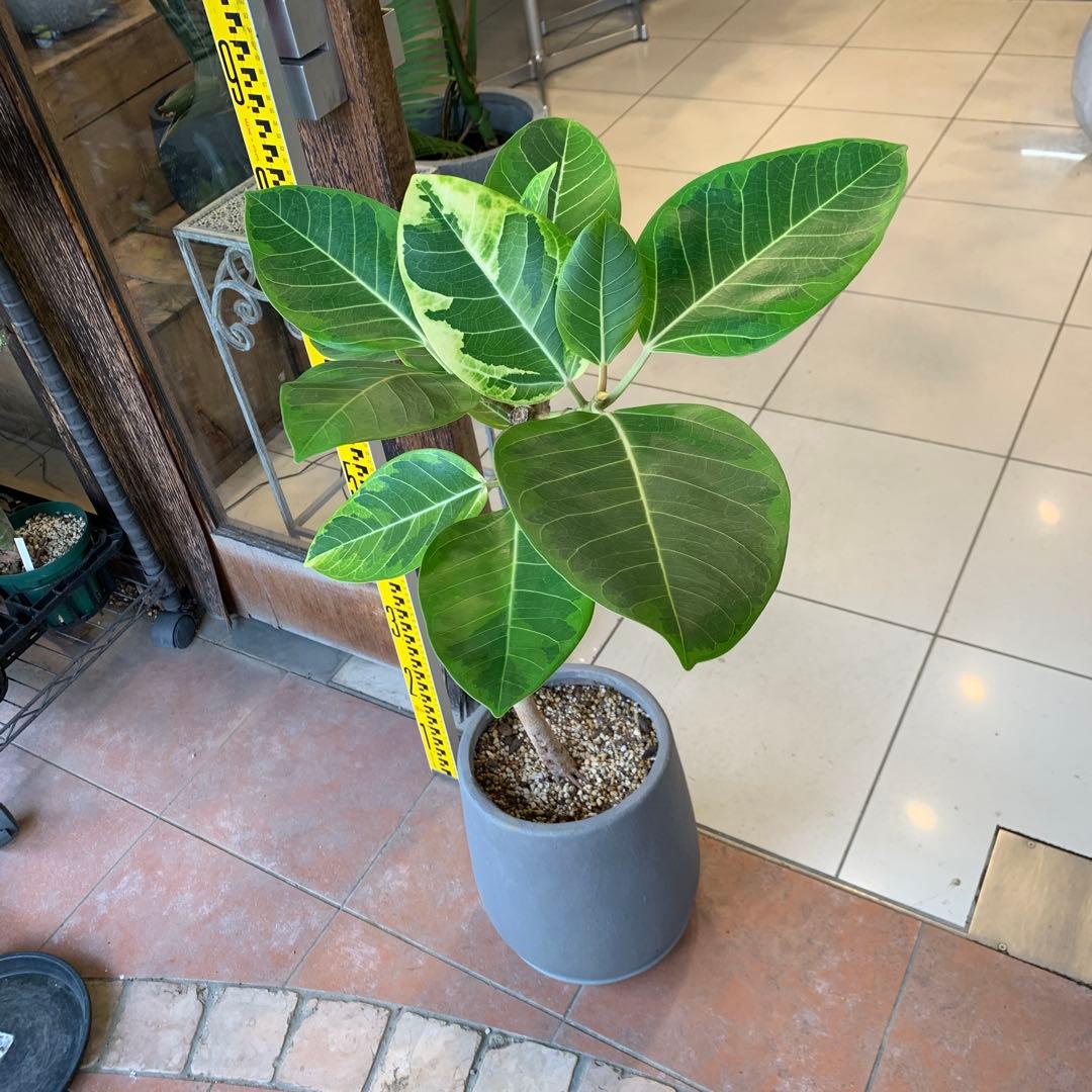 フィカス アルテシマ 曲がり ファイバー鉢 お皿付き