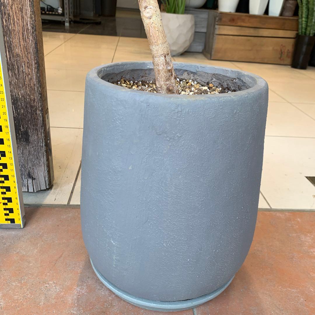 フィカス アルテシマ 曲がり ファイバー鉢 お皿付き