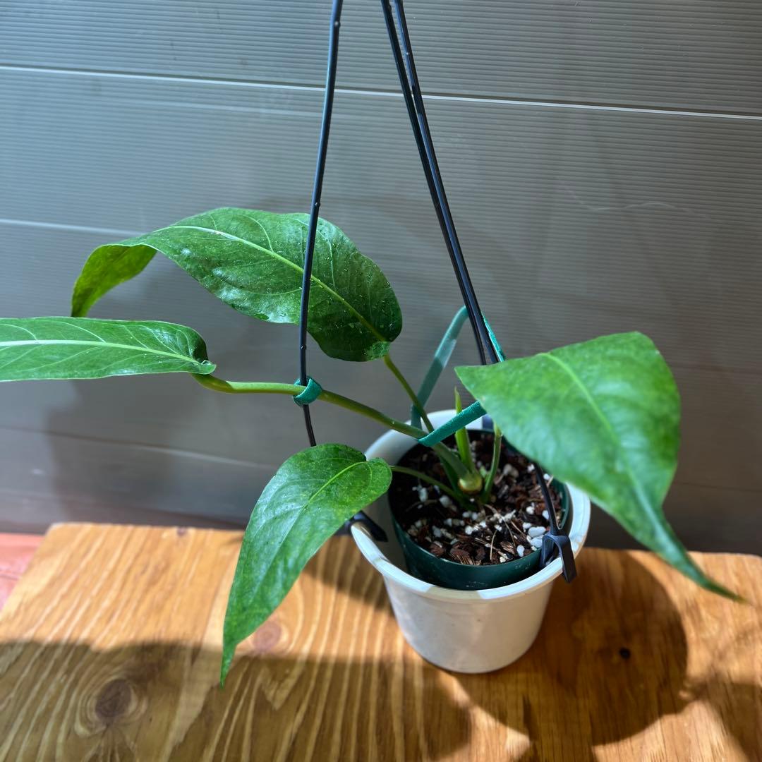 ❶ アンスリウム ペンデュリフォリウム レア品種