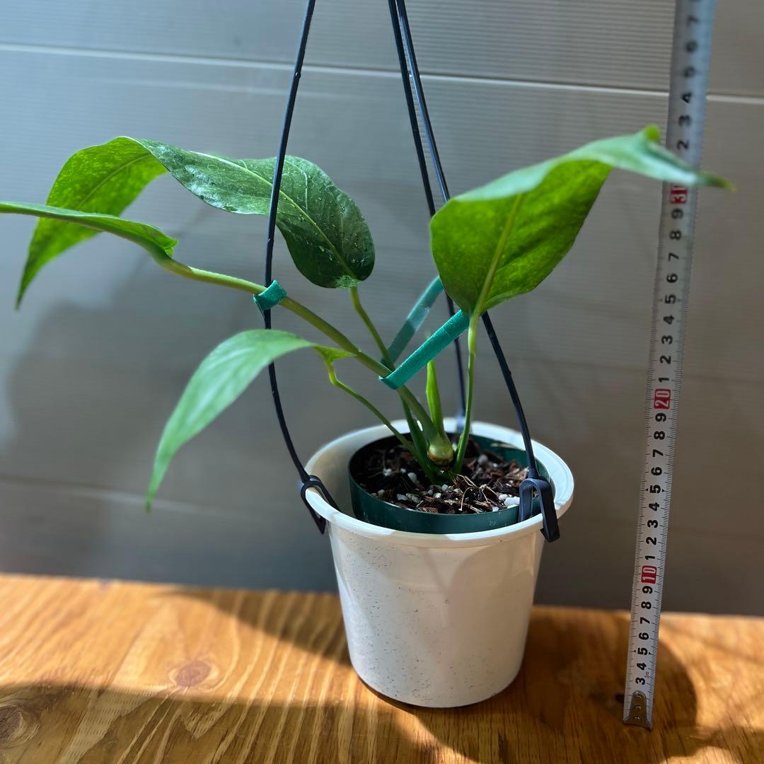 ❶ アンスリウム ペンデュリフォリウム レア品種