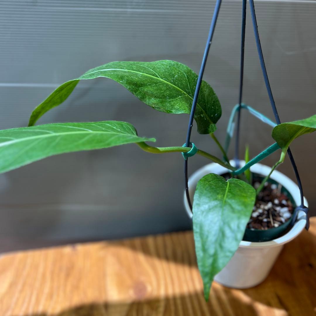 ❶ アンスリウム ペンデュリフォリウム レア品種