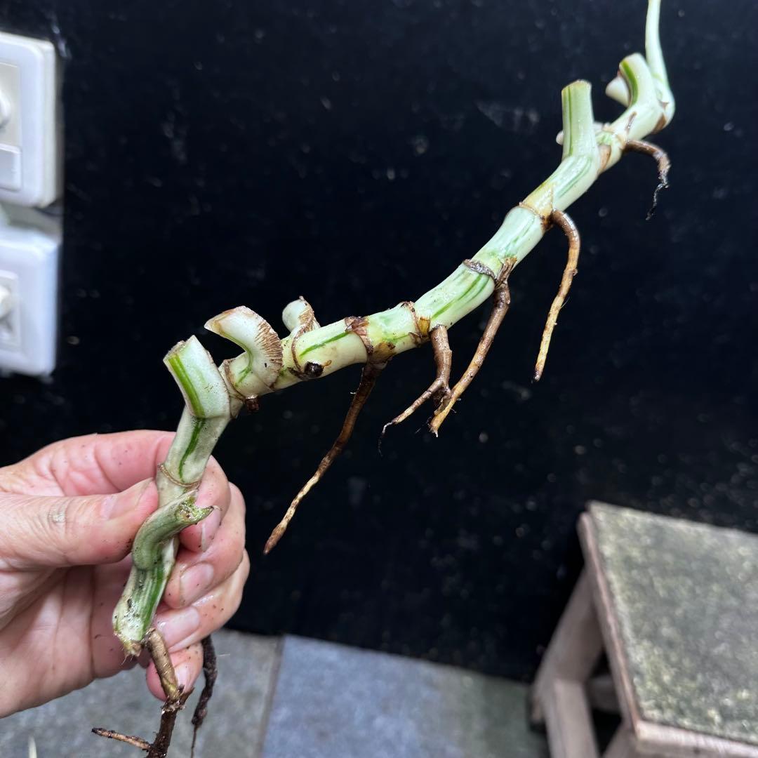 超*✿様 斑入りモンステラホワイトタイガー大茎6株おまとめ