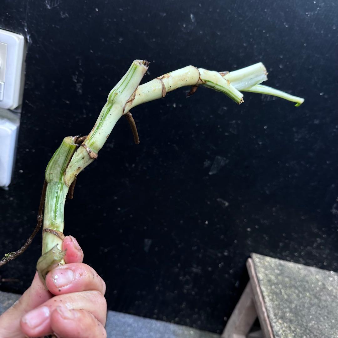 超*✿様 斑入りモンステラホワイトタイガー大茎6株おまとめ