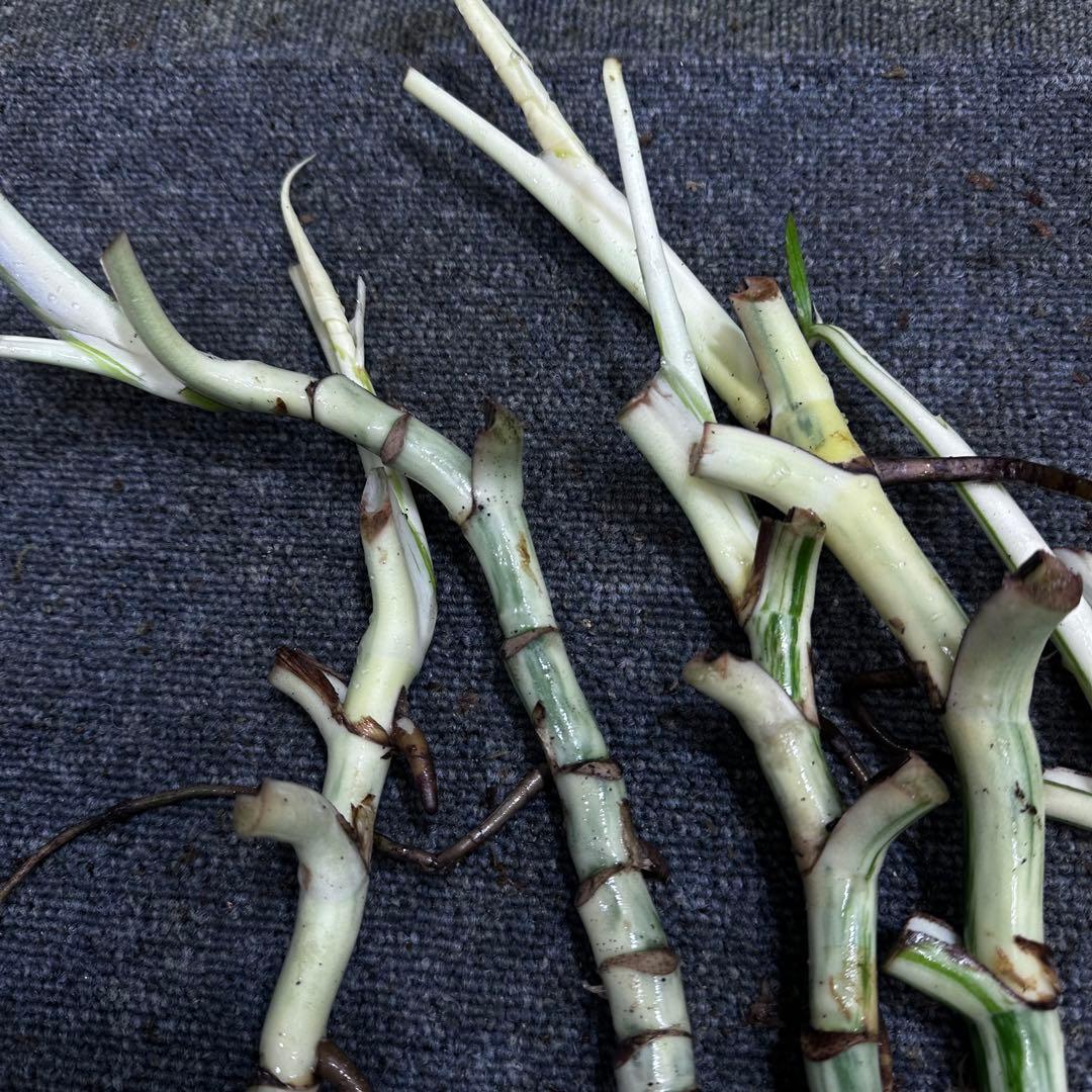 超*✿様 斑入りモンステラホワイトタイガー大茎6株おまとめ