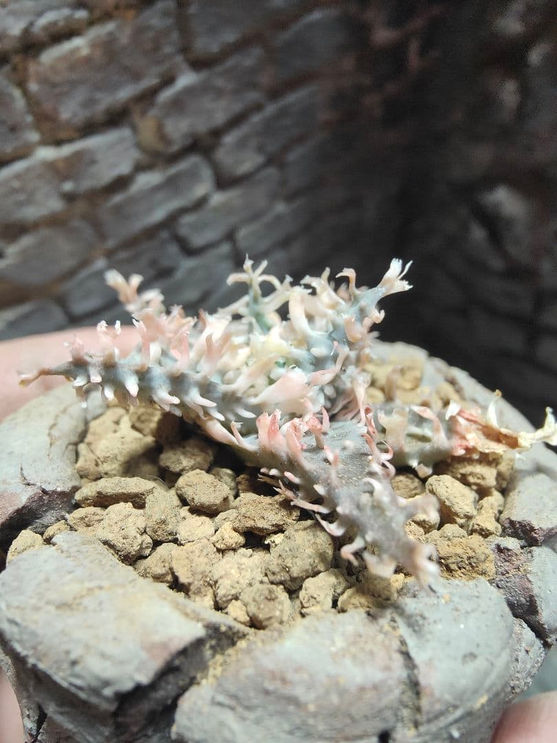 アロエ レインボーシャーベット 激レア