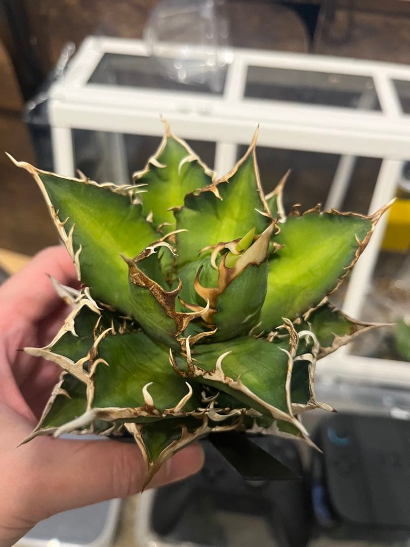 アガベ 5点セット 赤猫 シジゲラ 笹の雪 白鯨 王妃雷神錦 - メルカリ