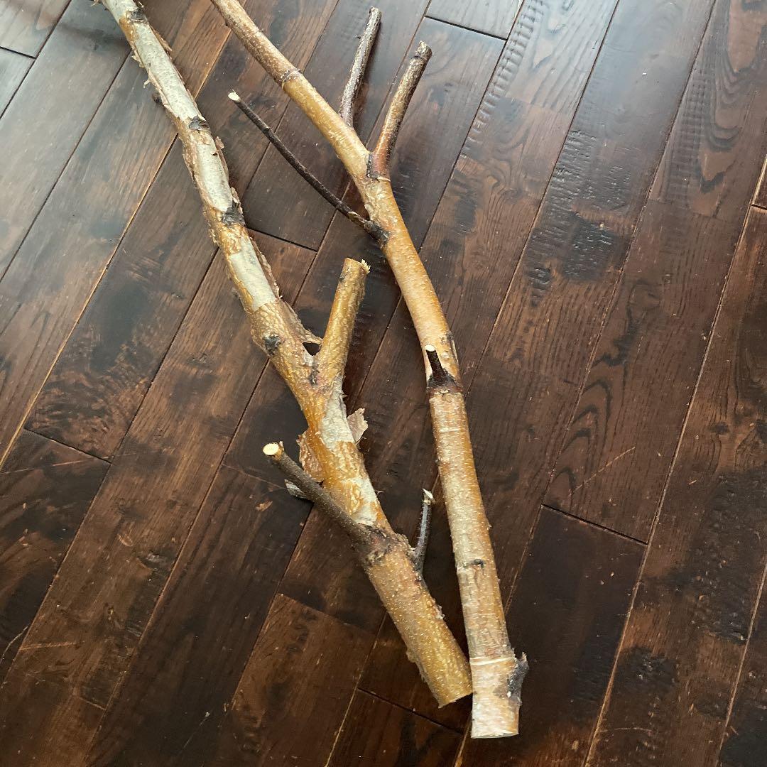 北海道　白樺の木　店舗用インテリア　装飾用