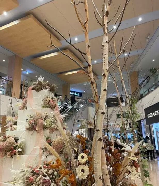 北海道　白樺の木　店舗用インテリア　装飾用