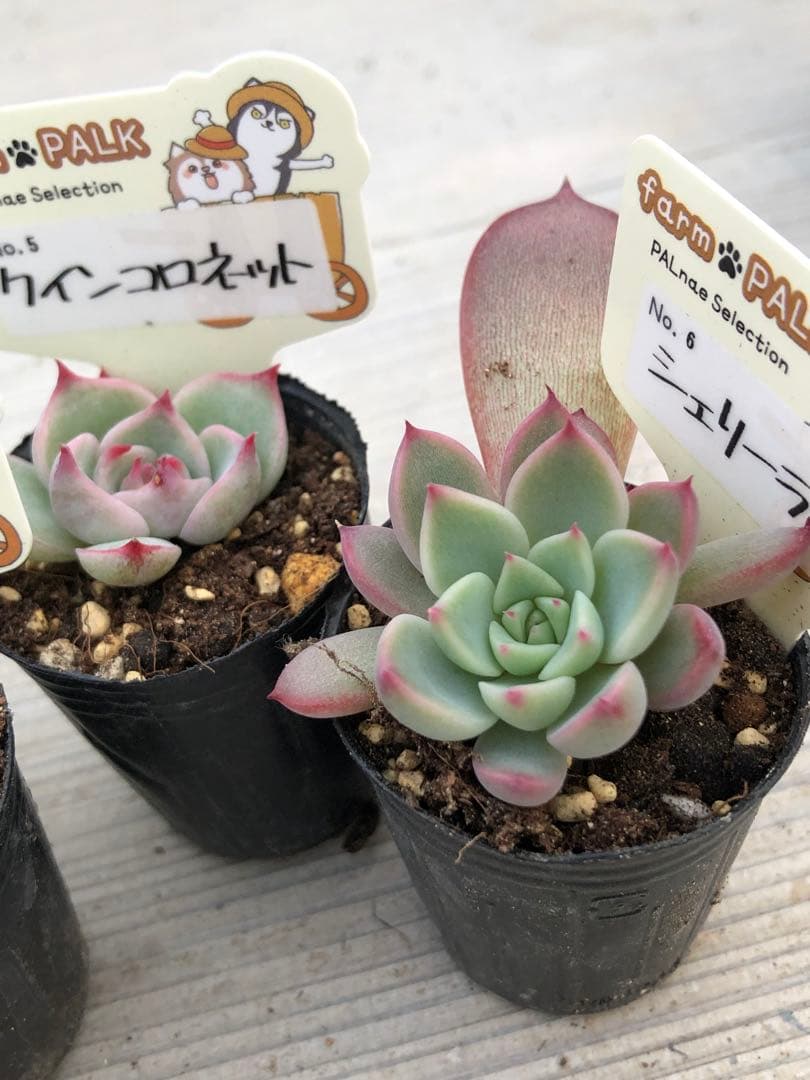 多肉植物 ファームパルク苗♡小苗セット