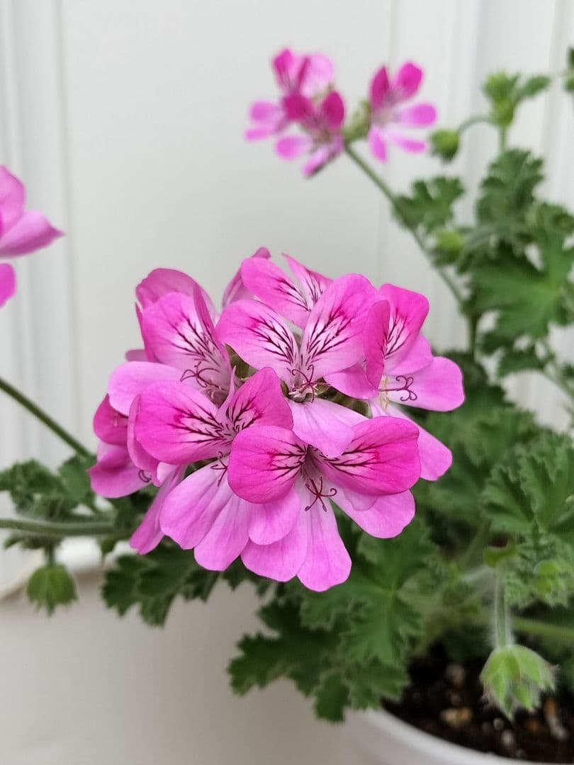 ペラルゴニウム・ ピンクカプリコーンの苗 ♡ポットごと発送♡