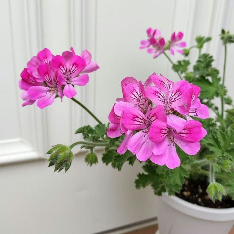 ペラルゴニウム・ ピンクカプリコーンの苗 ♡ポットごと発送♡
