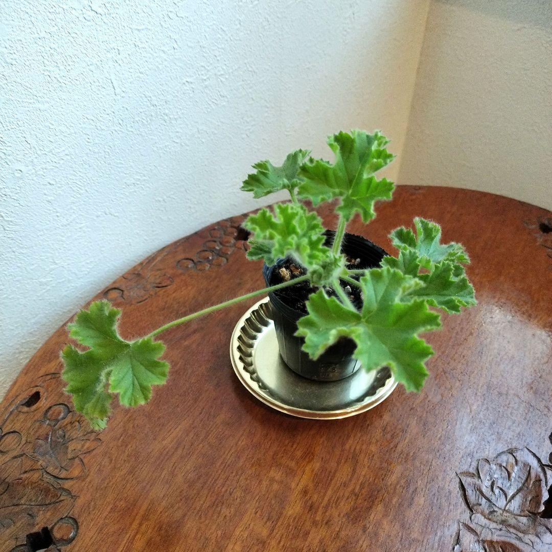 ペラルゴニウム・ ピンクカプリコーンの苗 ♡ポットごと発送♡