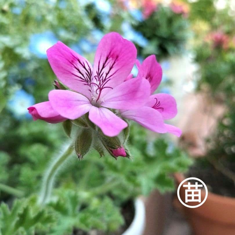 ペラルゴニウム・ ピンクカプリコーンの苗 ♡ポットごと発送♡