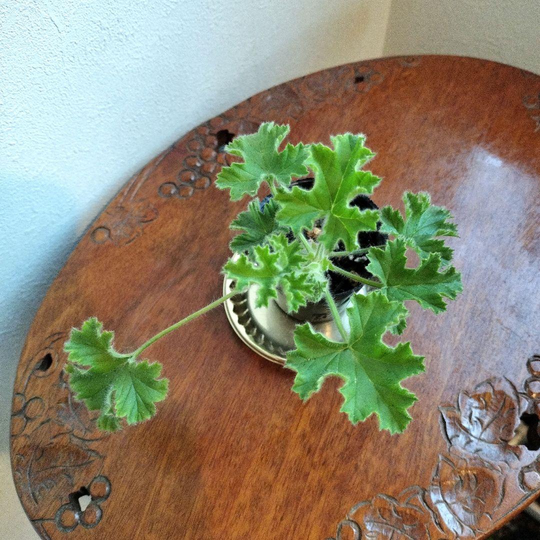 ペラルゴニウム・ ピンクカプリコーンの苗 ♡ポットごと発送♡