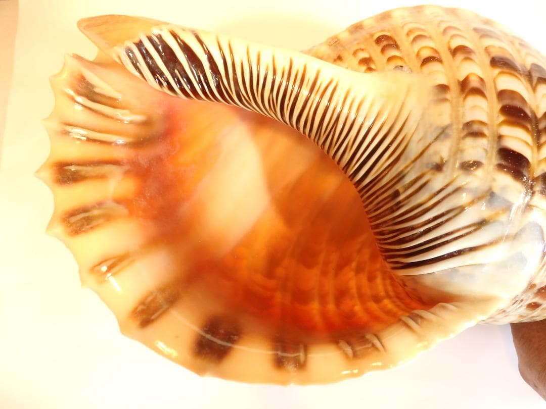 法螺貝 約41㎝ 木製歌口,新品　 MH-447