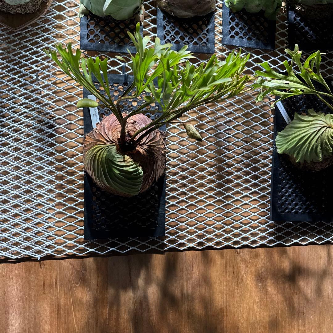 ビカクシダ リドレイ ワイルド 大株 2年育成 ウィリンキー ヒリー