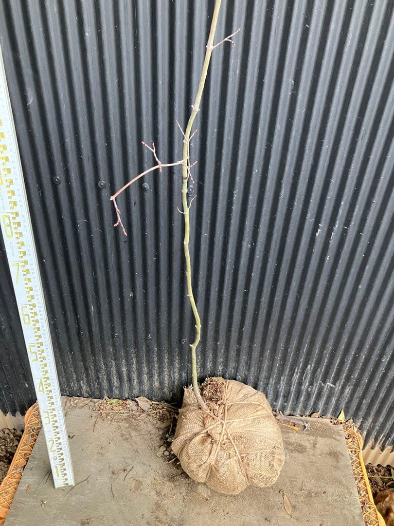 山採り　コハウチワカエデ