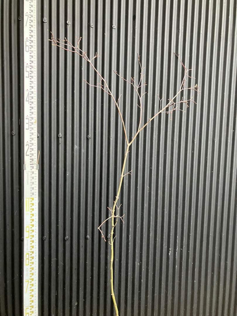 山採り　コハウチワカエデ