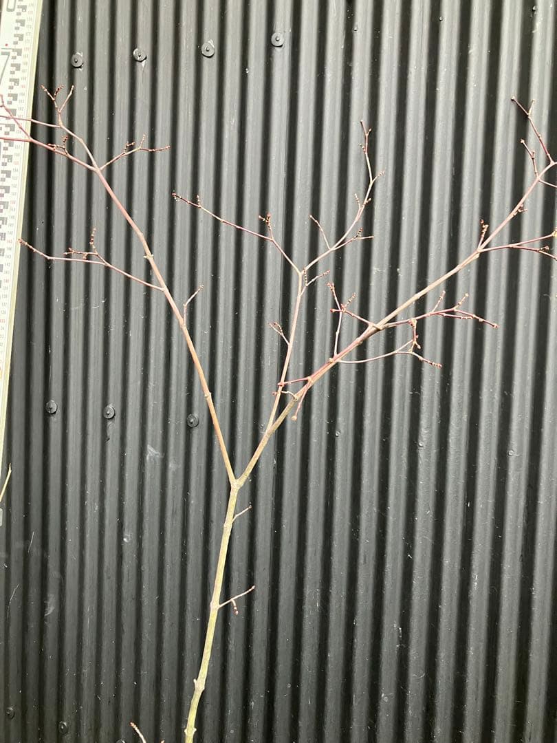 山採り　コハウチワカエデ