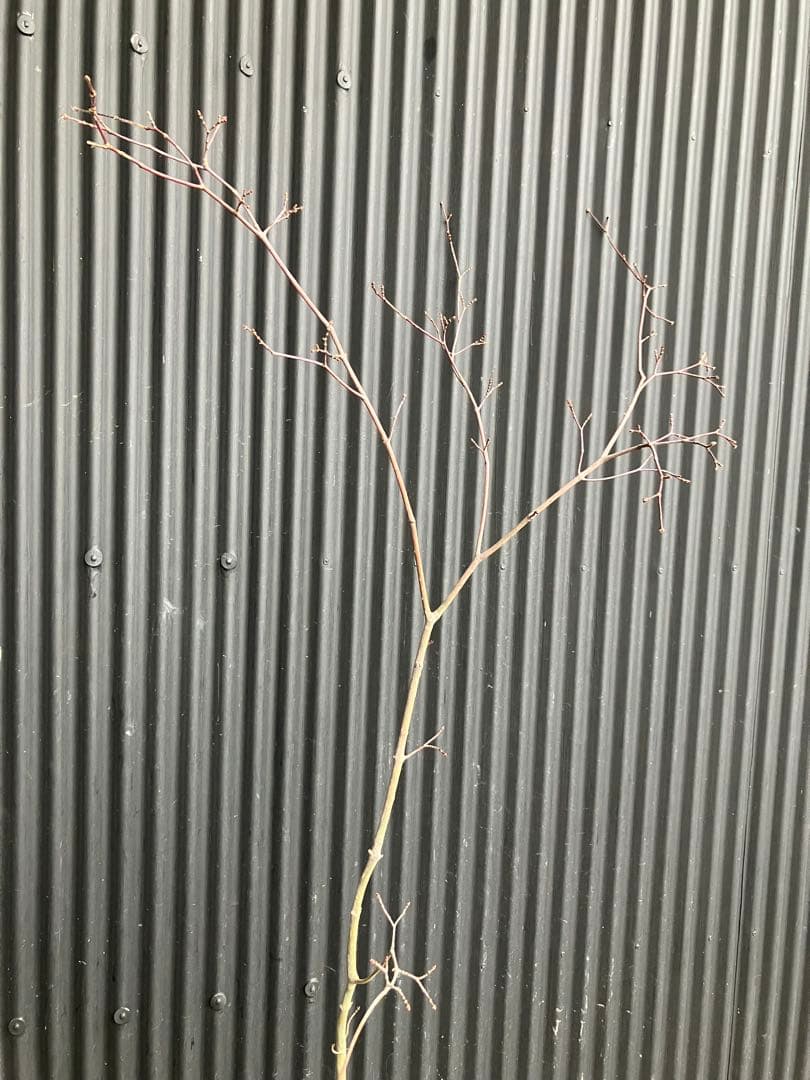 山採り　コハウチワカエデ